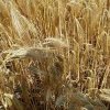 Уборка и учет урожайности в полевых опытах (демонстрационные посевы) 2021 г.